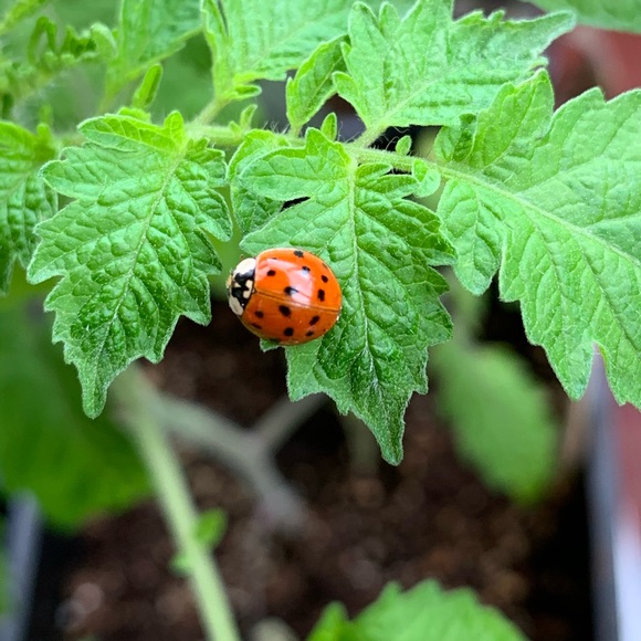 Meet your Posher, Genevieve - Picture 1 of 1